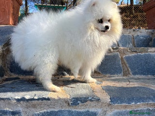 Pomchi perros Pomchi simpatiquísimos!!! - Anuncio 1