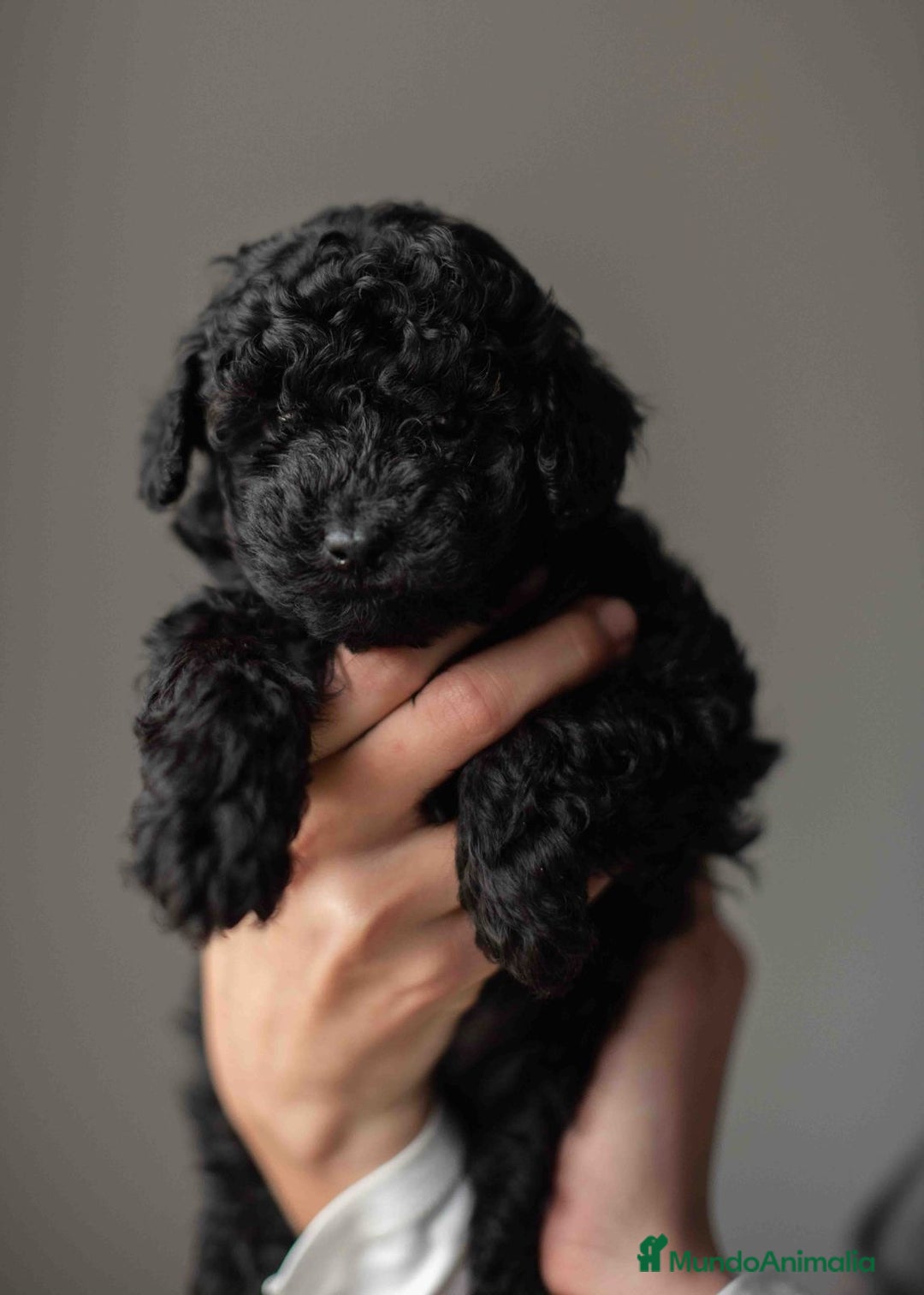 Caniche Toy perros en venta: Caniches toys negros - Anuncio 2