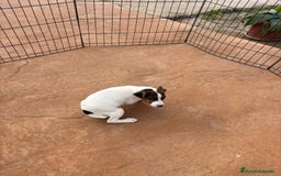 Jack Russell Terrier perros en venta: Jack Russell última hembra  - Anuncio 3