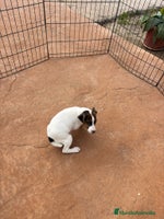 Jack Russell Terrier perros Jack Russell última hembra - Anuncio 1