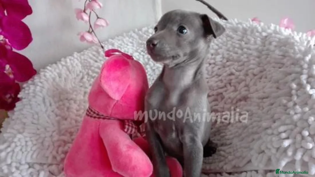 Imagen de galería {{count}}