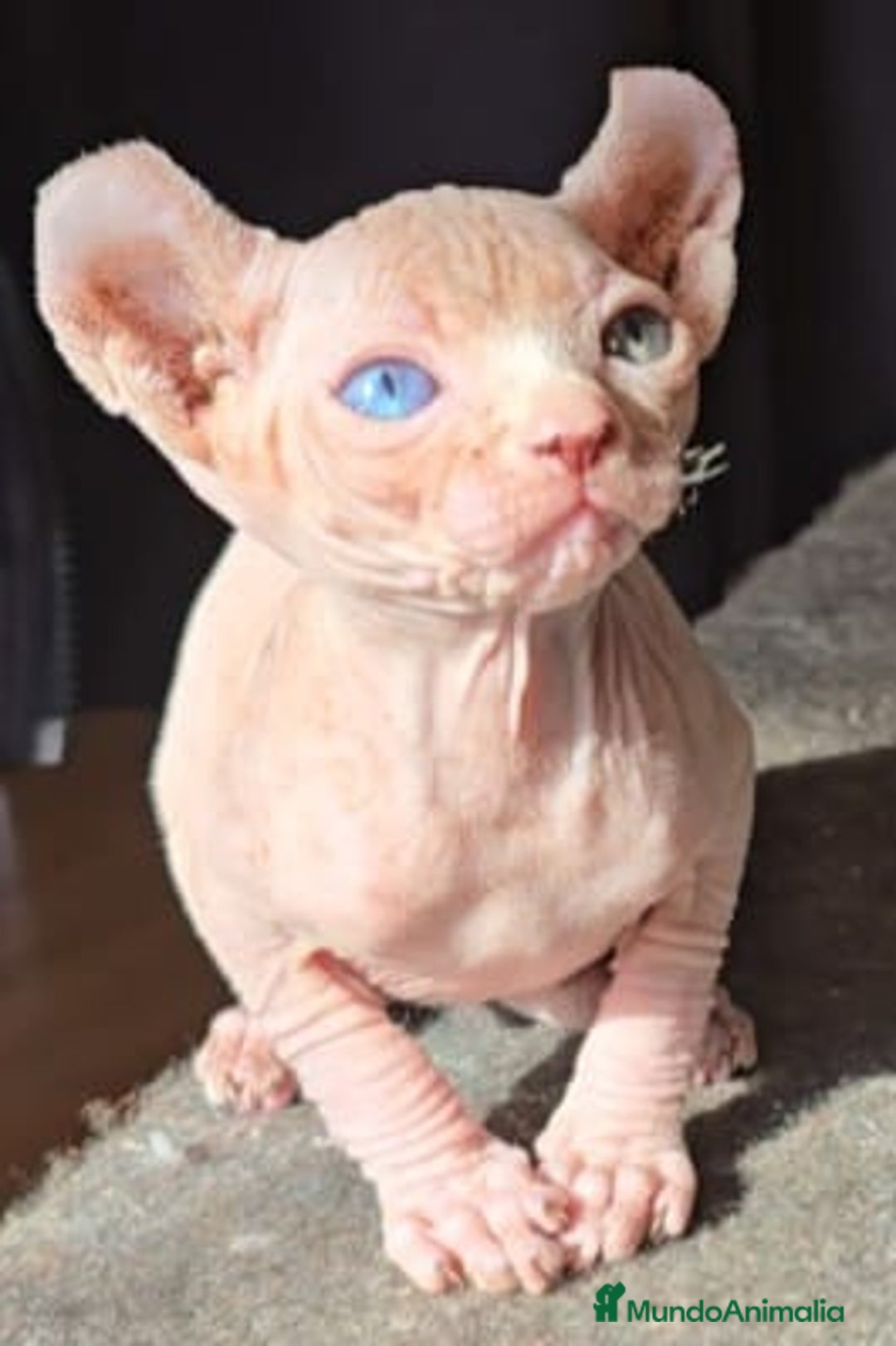 Sphynx gatos en venta: Macho Sphynx Ojos Dispares - Anuncio 3