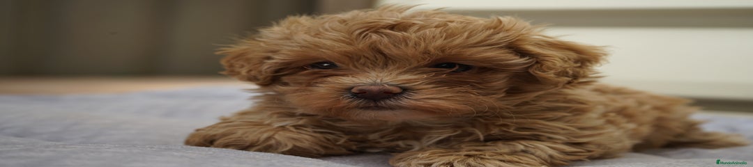 MOCHI