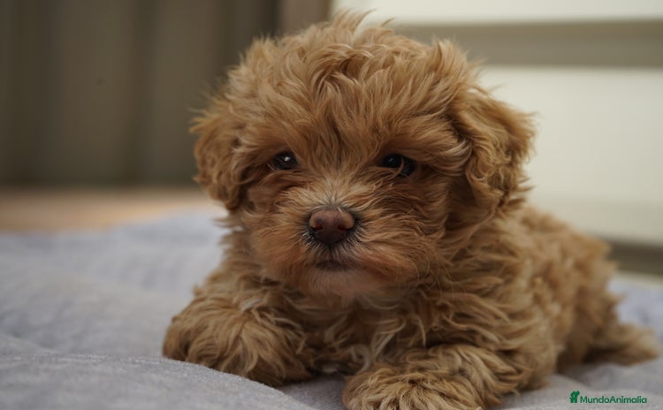Maltipoo perros - Propaganda 2