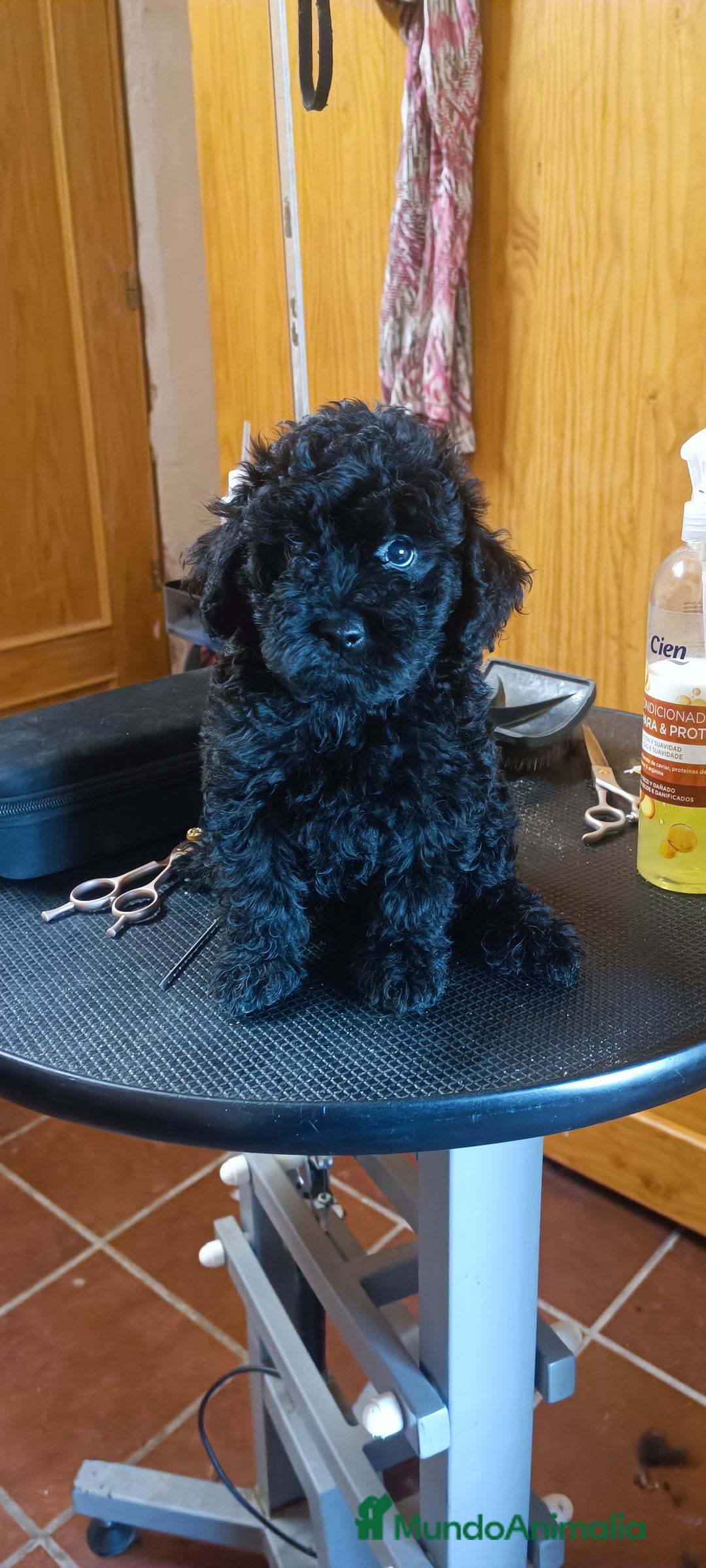 Caniche Toy perros en venta: Caniche toy - Imagen 2