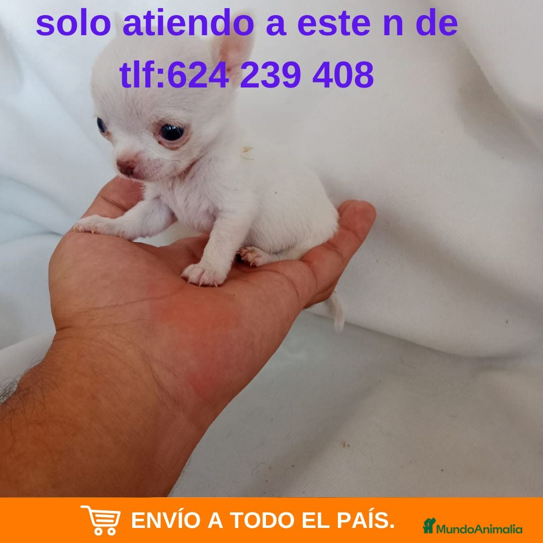 Chihuahua perros PRECIOSOS CHIHUAHUA RUSO Y ASIÁTICO  - Anuncio 1