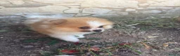 Pomerania perros en venta: Pomerania mini toy - Anuncio 8