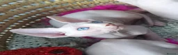 Sphynx gatos en venta: SPHYNX  en Madrid - Anuncio 5