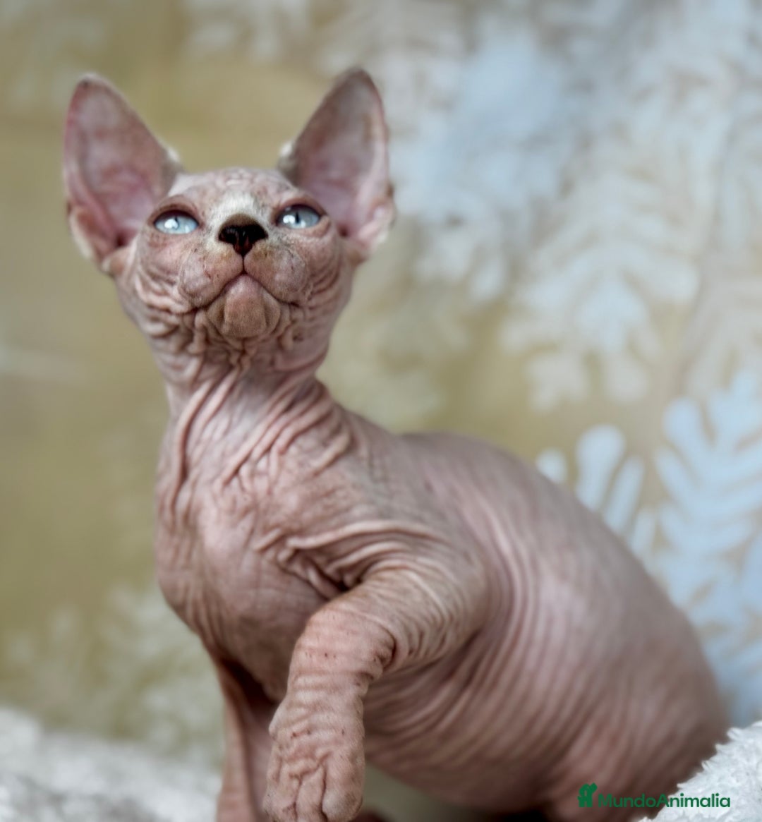 Sphynx gatos en venta: Sphynx calidad  - Anuncio 9