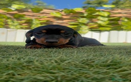 Teckel Miniatura perros en venta: TECKELL MINIATURA MACHO - Imagen 14
