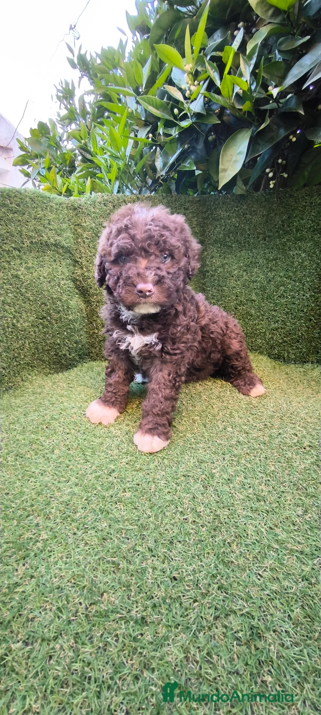 Perro de Agua Español perros en venta: perros agua chocolates , blancos  - Anuncio 2