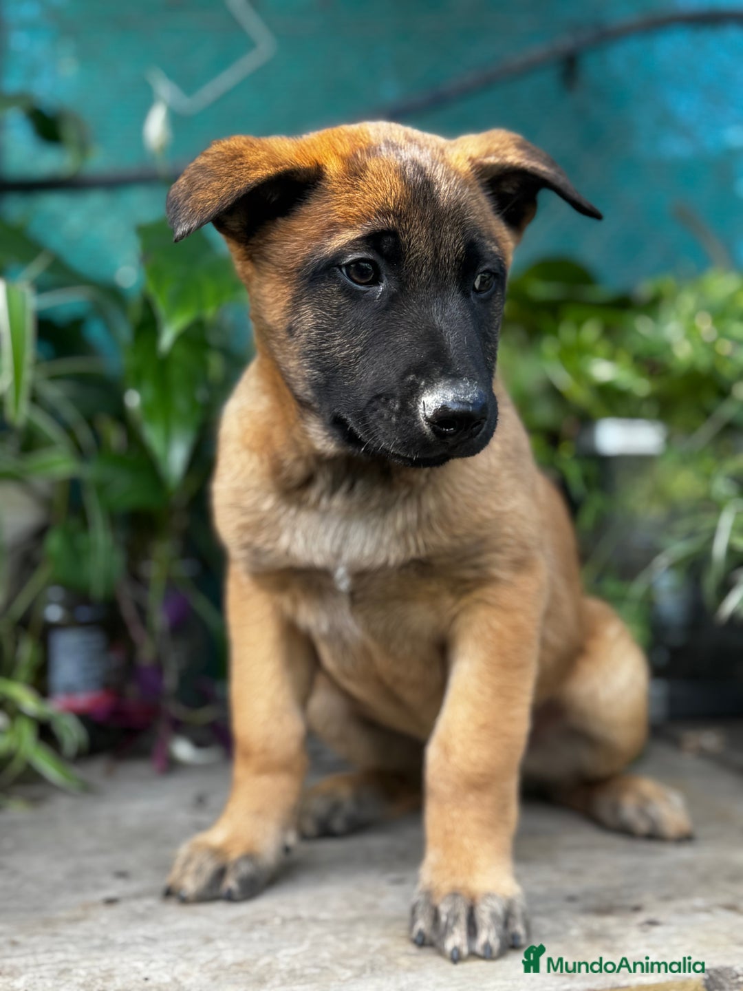 Pastor Belga Malinois perros en venta: Pastor Belga Malinois - Anuncio 11