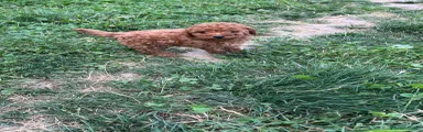 Caniche Toy 3
