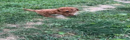 Caniche Toy perros en venta: Caniche Toy rojo  - Anuncio 3