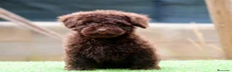 Perro de Agua Español perros en venta: CAMADA PERRO DE AGUA ESPAÑOL - Anuncio 28