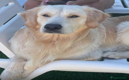 Golden Retriever perros en venta: Golden retriever - Imagen 3