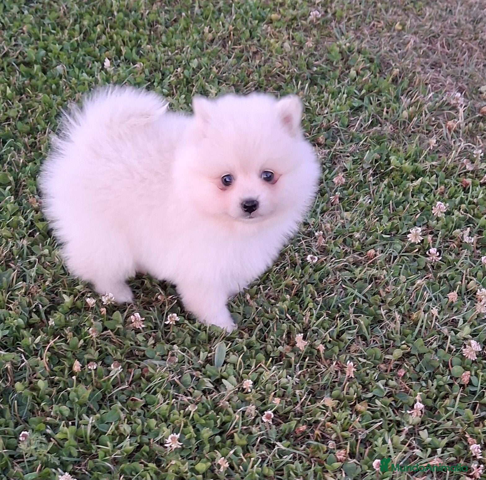 Pomerania perros Cachorro pomerania blanco - Anuncio 1