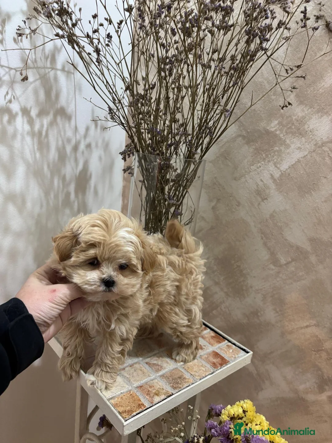 Maltipoo perros en venta: Maltipoo línea coreana y asiática !!! - Anuncio 5