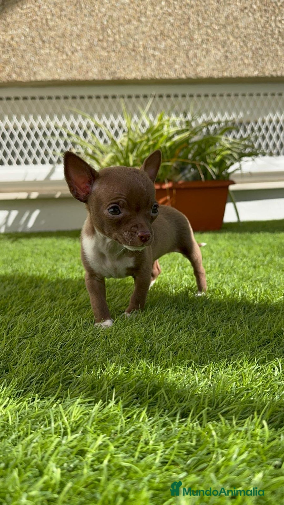 Chihuahua perros en venta: CHIHUAHUA HEMBRA - Anuncio 10