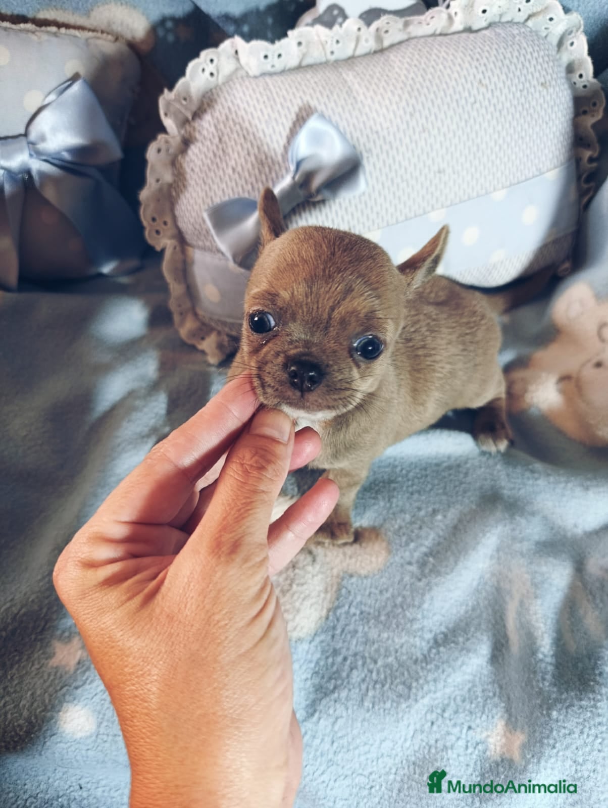 Chihuahua perros Chihuahua toy Isabella  - Anuncio 2