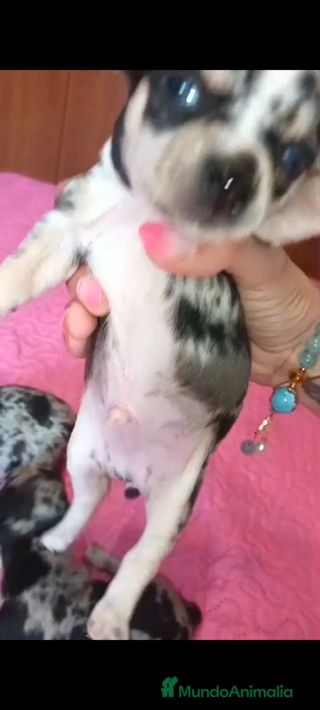 Chihuahua perros en venta: espectacular chihuahua toys merle  - Anuncio 1