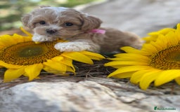 Maltipoo perros en venta: Maltipoo fotos actuales de los cachorros!! - Imagen 4