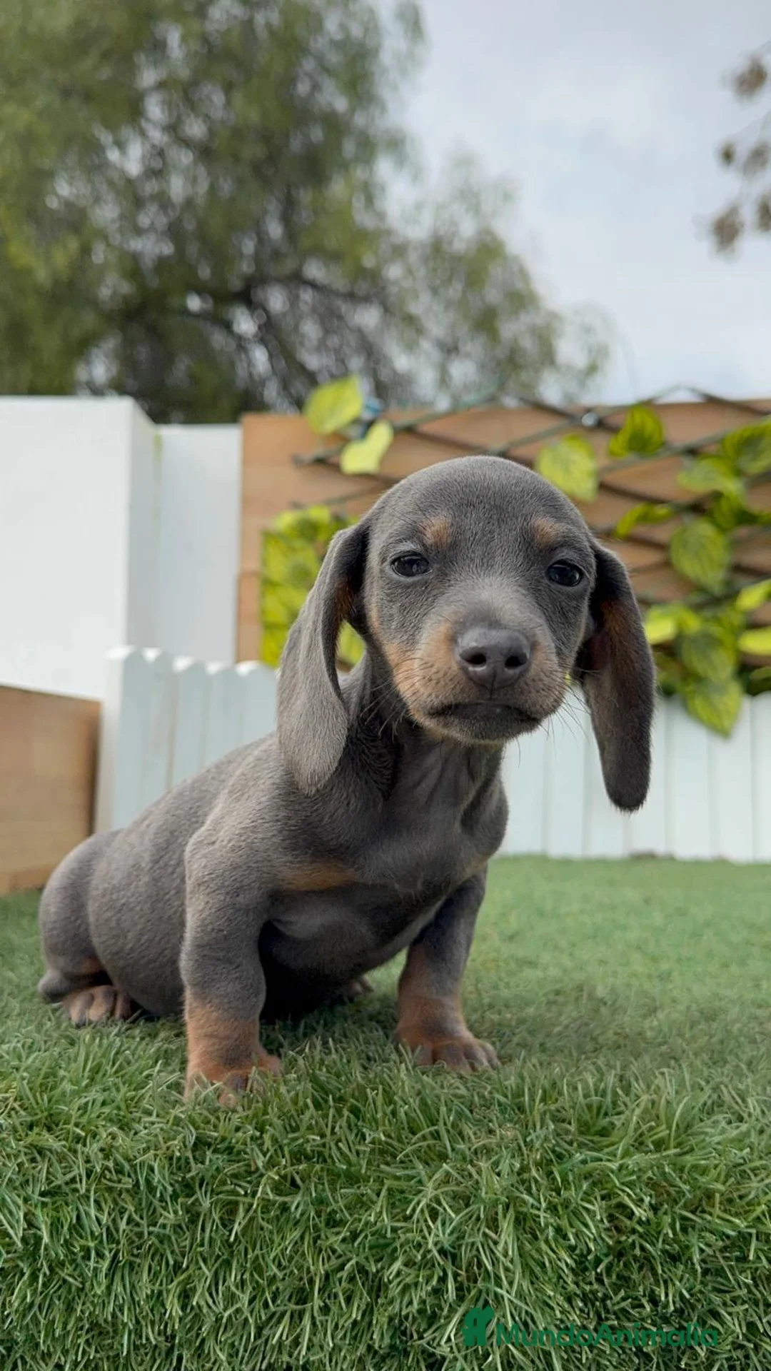 Teckel Miniatura perros en venta: TECKEL MINIATURA - Anuncio 16