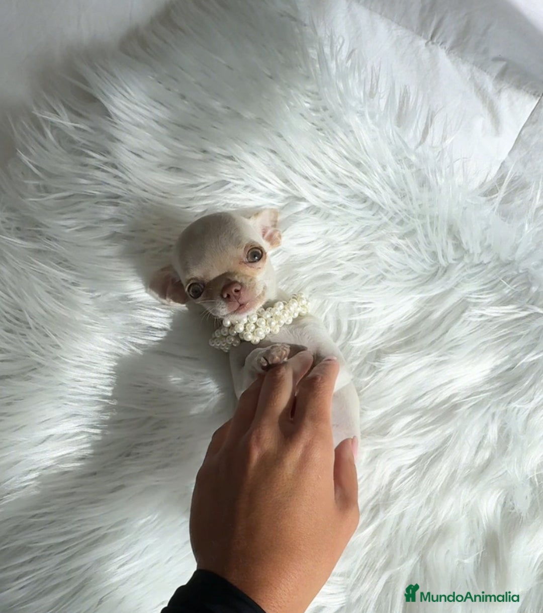 Chihuahua perros en venta: Chihuahua mini - Imagen 2