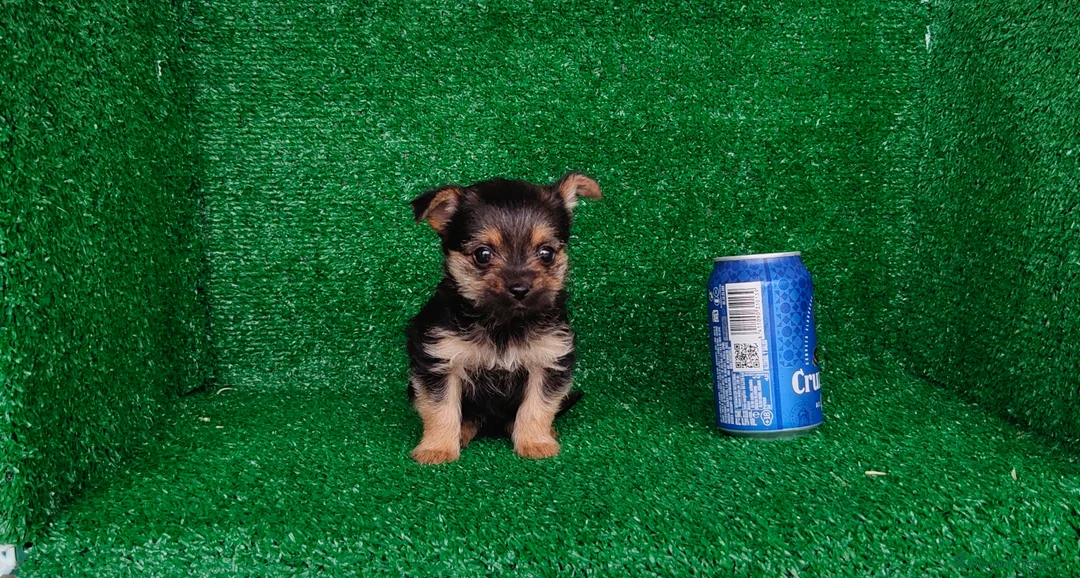 Yorkshire Terrier perros en venta: Yorkshire terrier  - Anuncio 4