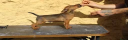 Pinscher Miniatura perros en venta: Pinscher miniatura disponibles  - Anuncio 2