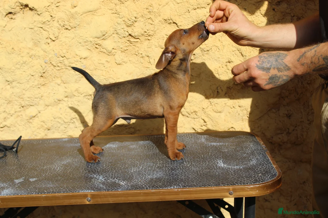 Pinscher Miniatura perros en venta: Pinscher miniatura disponibles  - Anuncio 2