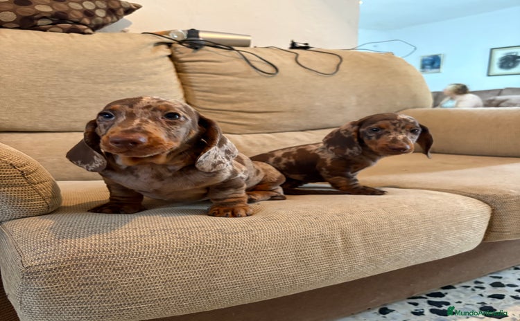 Teckel Miniatura perros - Anuncio 3