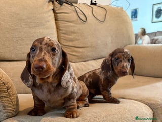 Teckel Miniatura perros - Anuncio 1