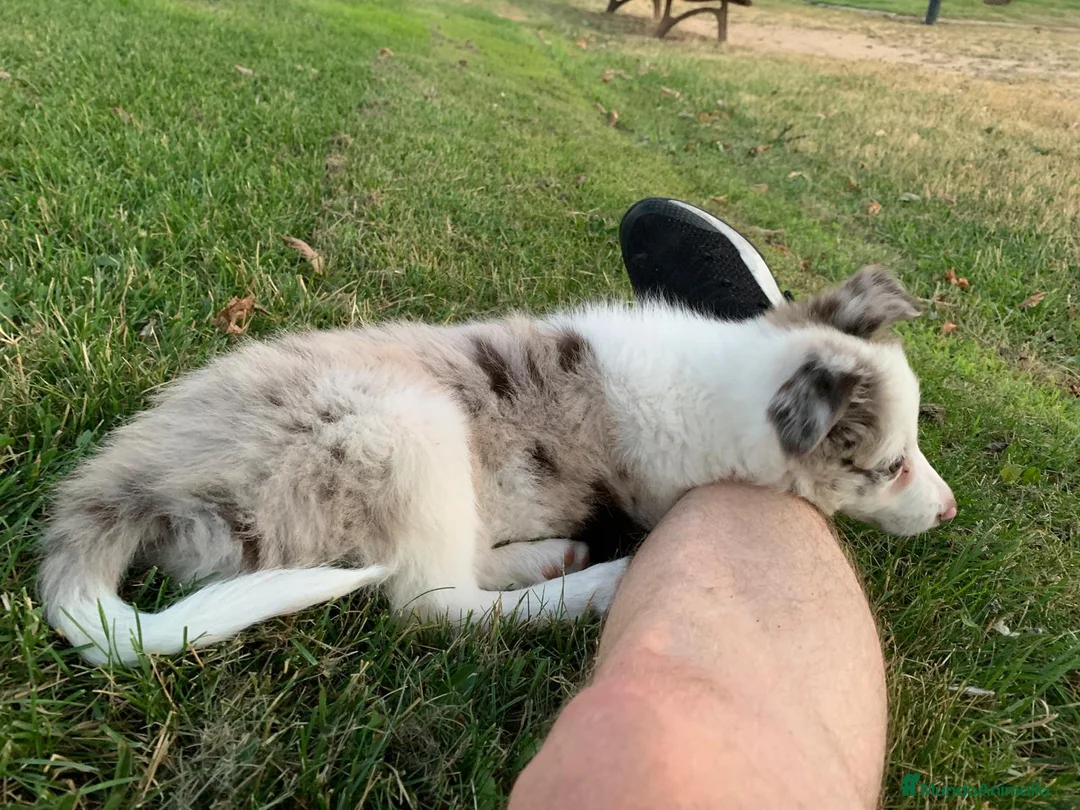Border Collie perros en venta: Cachorra de border collie línea de belleza  - Anuncio 2