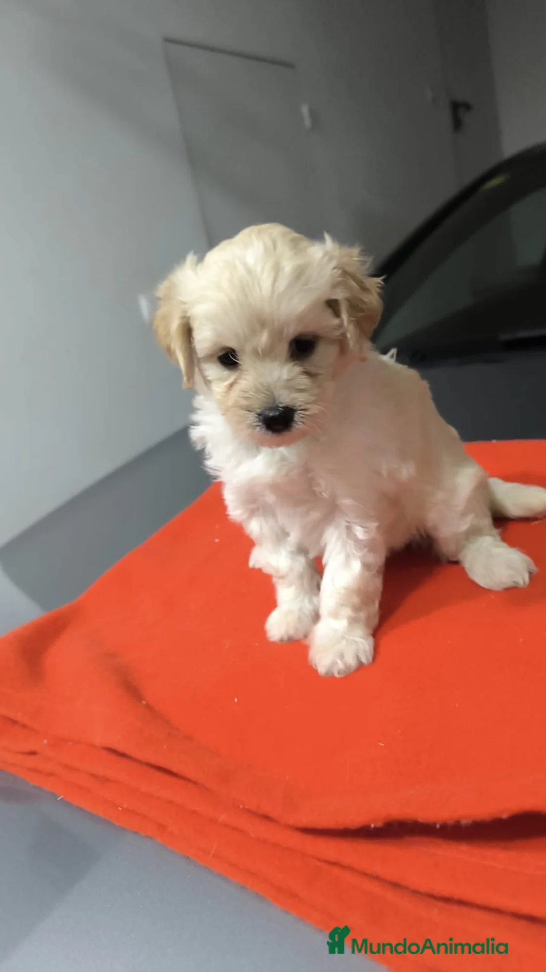 Maltipoo perros en venta: PRECIODA HEMBRA DE MALTIPOO - Anuncio 1