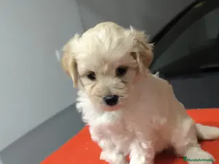 Maltipoo perros PRECIODA HEMBRA DE MALTIPOO - Anuncio 2