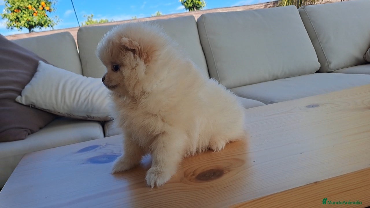 Pomerania perros Cachorrita de Pomerania  - Anuncio 2