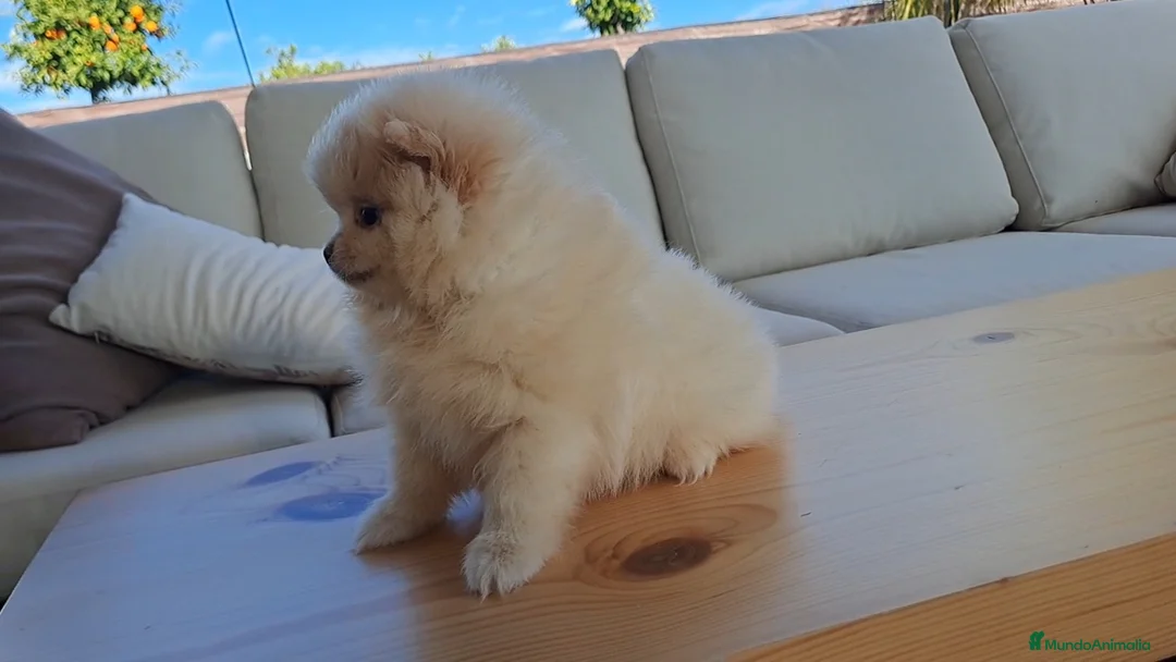 Pomerania perros en venta: Cachorrita de Pomerania  - Anuncio 2