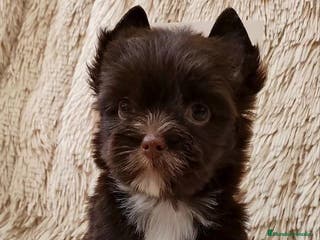 Yorkshire Terrier perros Machito miniatura color exótico chocolate - Anuncio 1