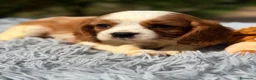 Cavalier King Charles Spaniel perros en venta: Cavalier Blenheim Macho  - Anuncio 1