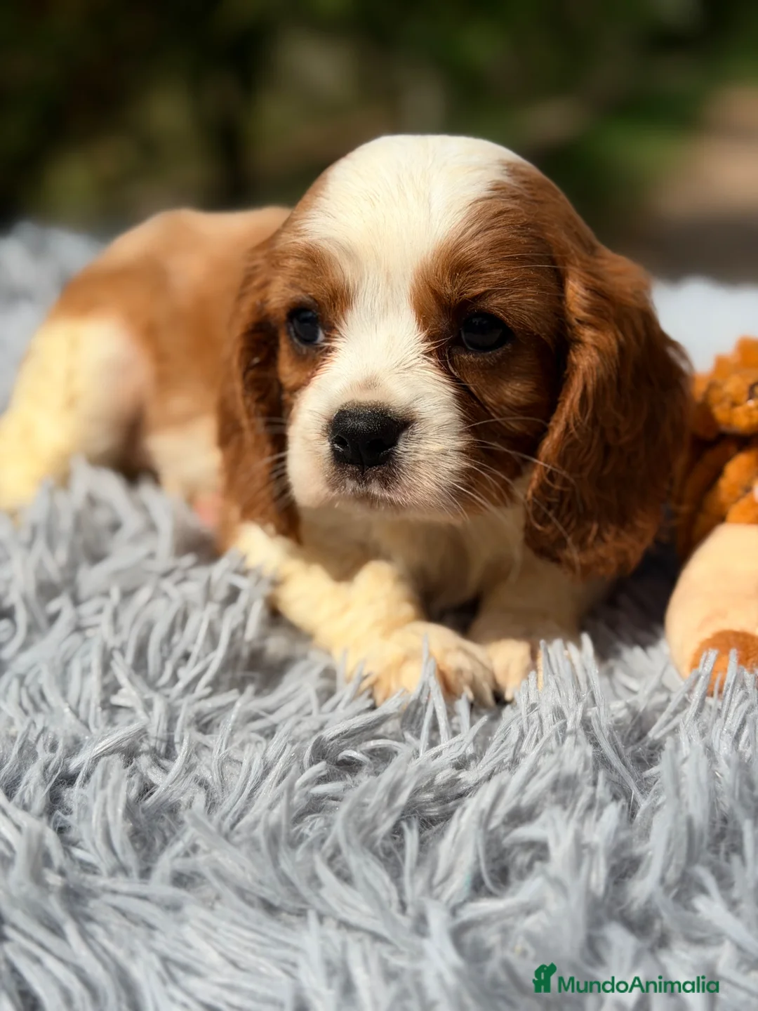 Cavalier King Charles Spaniel perros en venta: Cavalier Blenheim Macho  - Anuncio 1