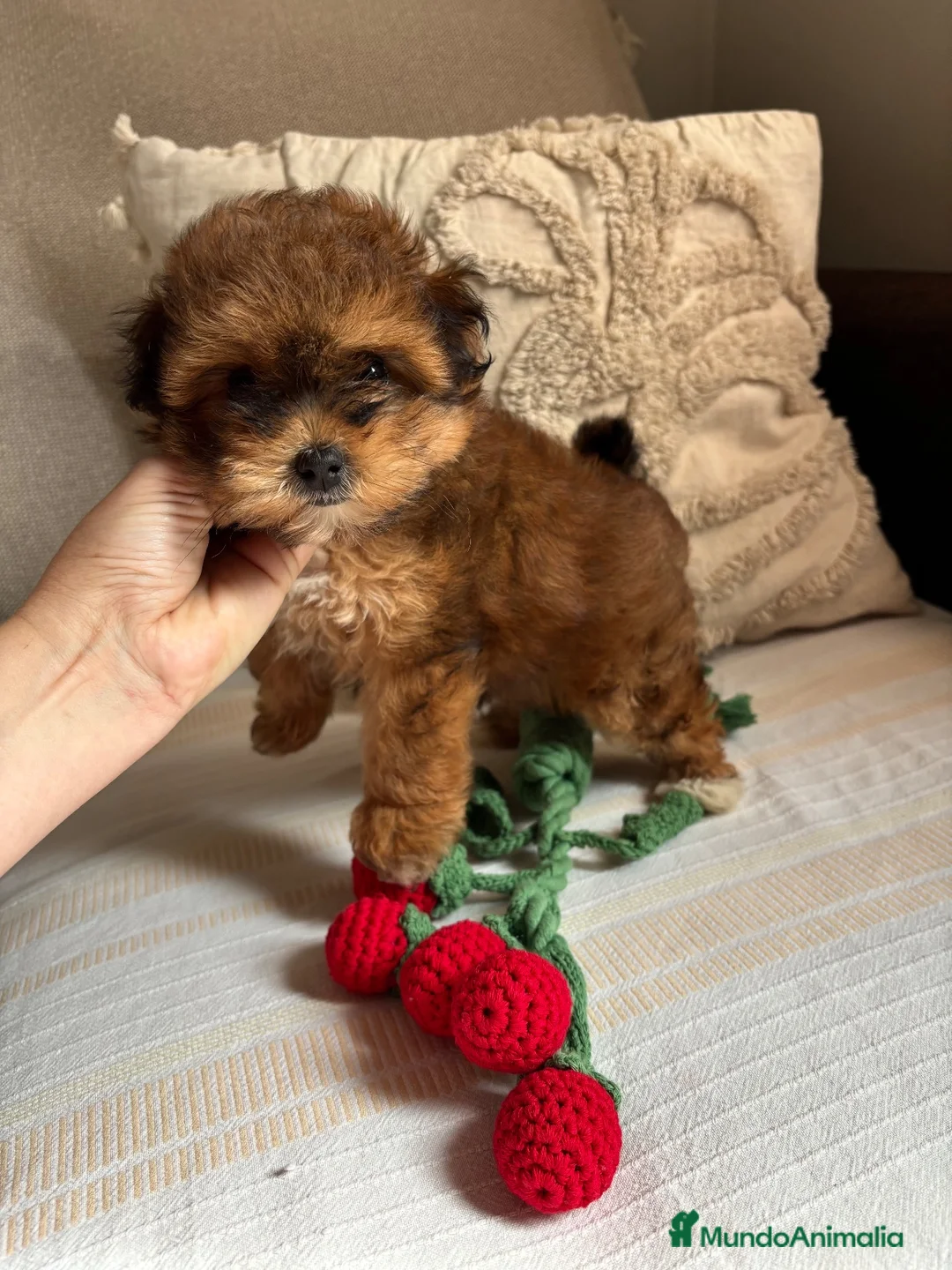 Maltipoo perros en venta: Maltipoo Hembra Toy tricolor roja fuego. - Anuncio 1