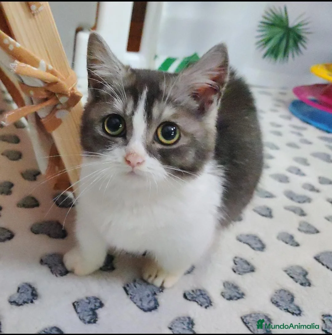 Munchkin gatos en venta: Maravillosos Munchkin en Madrid - Anuncio 1