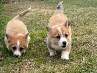 Welsh Corgi Pembroke perros en venta: cacorros corgis pembroke Valencia España campeones - Anuncio 2