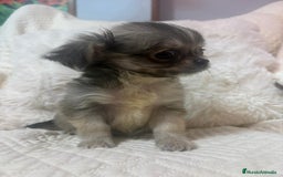 Chihuahua perros en venta: Chihuahua toy pelo largo  - Imagen 5