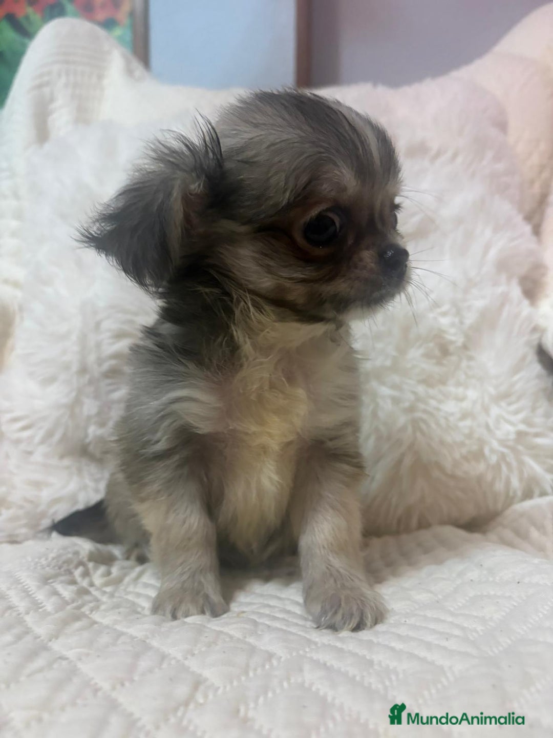 Chihuahua perros en venta: Chihuahua toy pelo largo  - Imagen 5