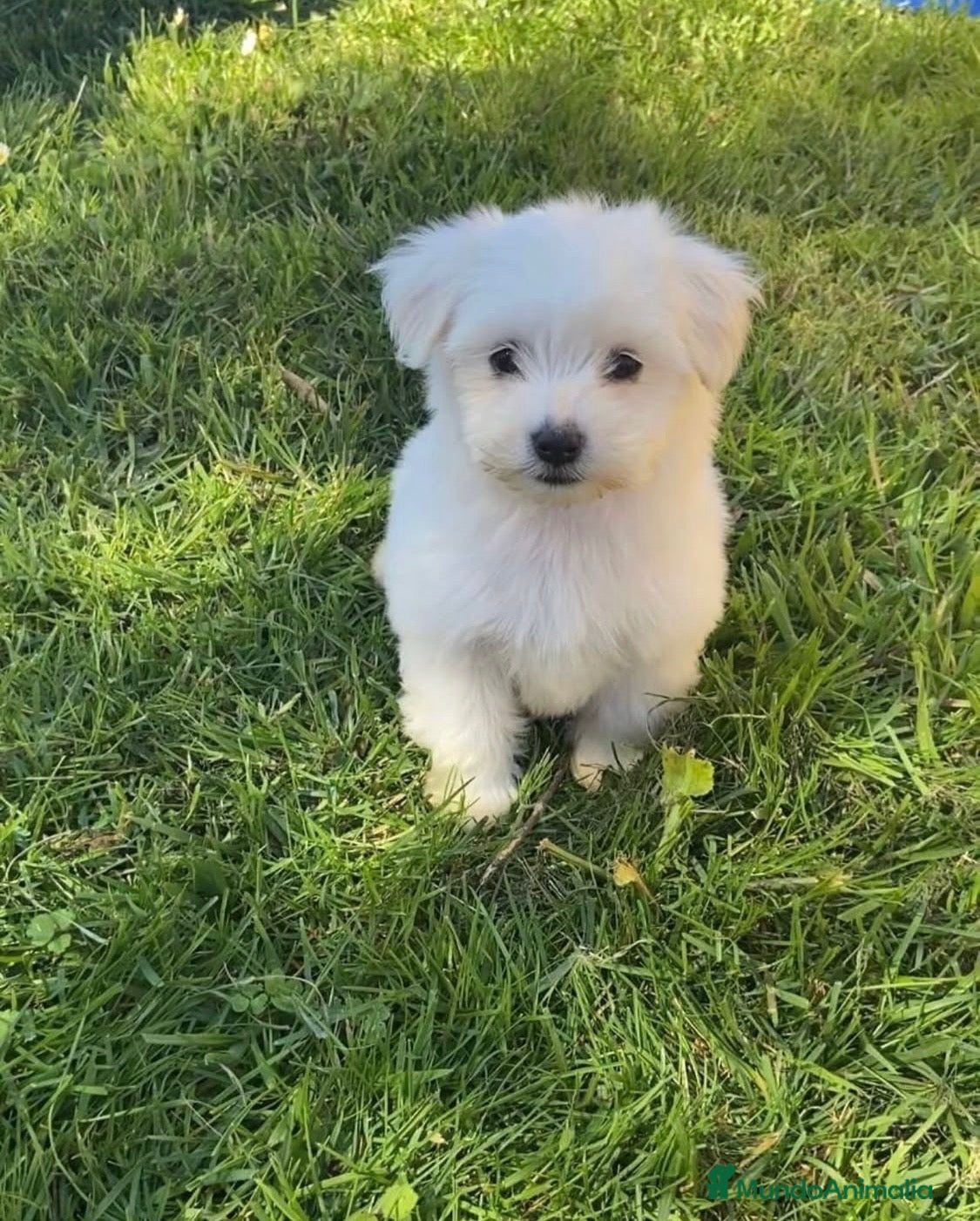 Bichón Maltés perros Bichón Maltés  - Anuncio 1