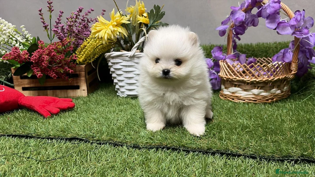 Pomerania perros en venta: Pomerania excelentes lineas  - Anuncio 1