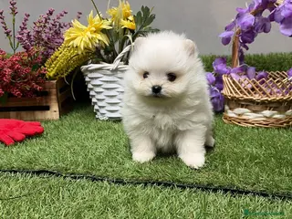 Pomerania perros Pomerania excelentes lineas - Anuncio 1