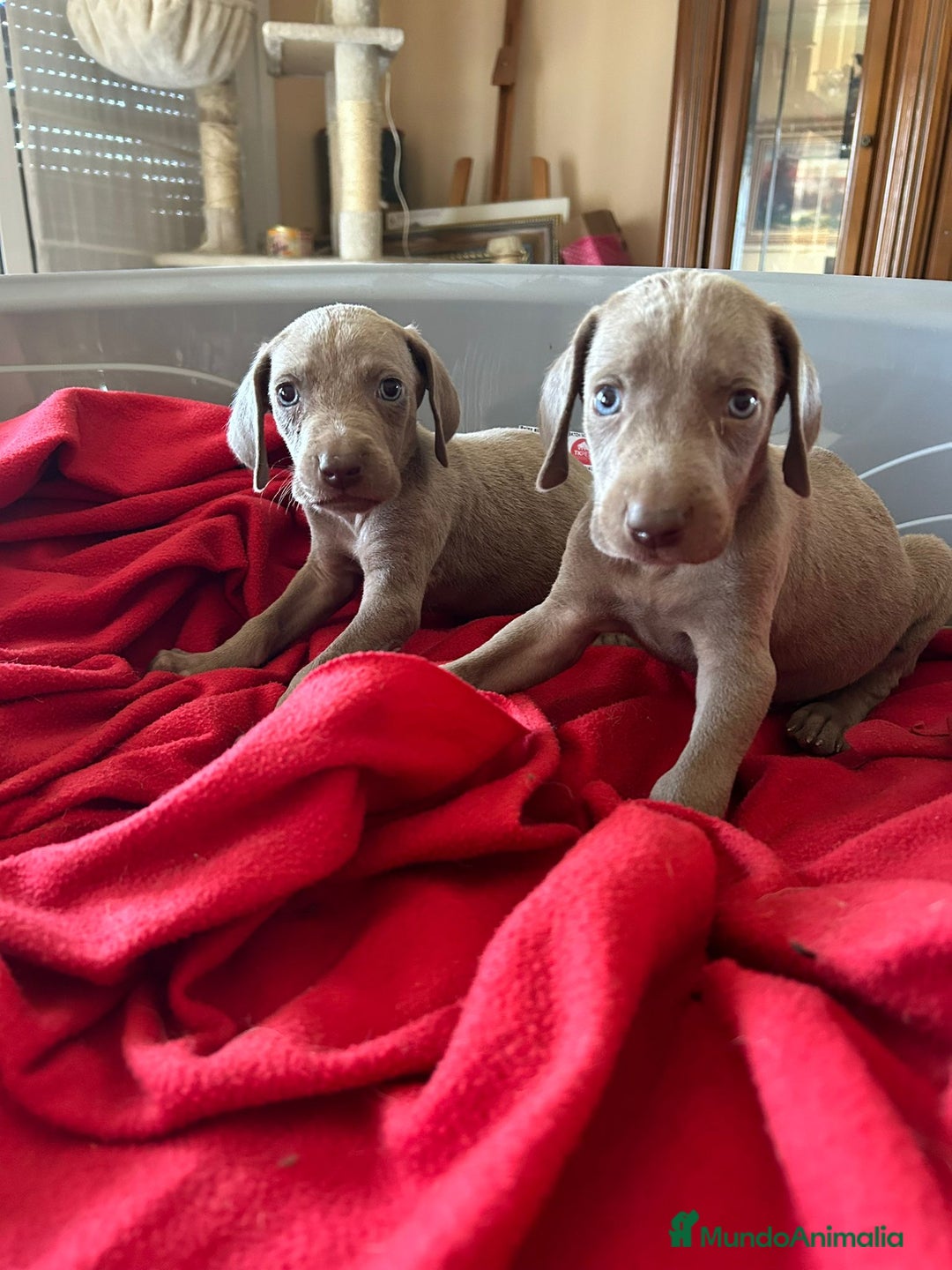 Weimaraner perros en venta: Braco de weimaner  - Imagen 5